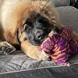 Leonberger Puppies from Sinnsro Leonbergers