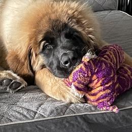 Leonberger Puppies from Sinnsro Leonbergers