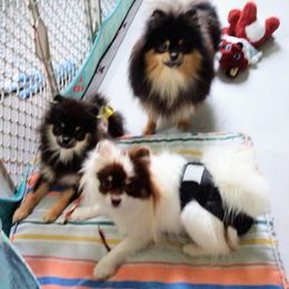 Pomeranian Puppies from Gigi’s Pocket Poms
