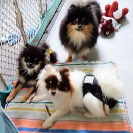 Pomeranian Puppies from Gigi’s Pocket Poms