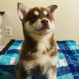 Pomsky Puppies from Periwinkle Pomskies