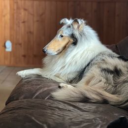 Amy - Collie