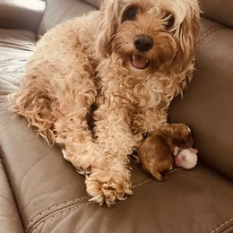Zoe - Cavapoo