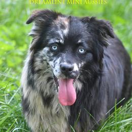 Presley - Miniature Australian Shepherd
