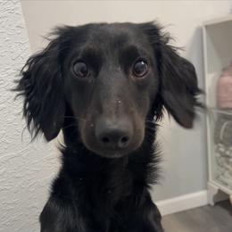 Hershey - Dachshund