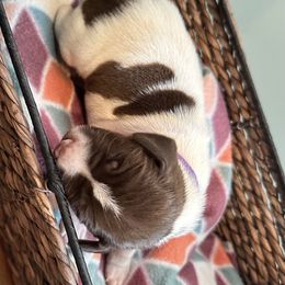 Daisy - Liver and white German Shorthaired Pointer puppy in Tionesta, Pennsylvania from Hunter Station Canines