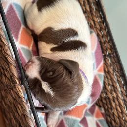 Daisy - Liver and white German Shorthaired Pointer puppy in Tionesta, Pennsylvania from Hunter Station Canines