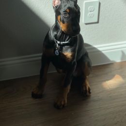 Doberman Pinscher and French Bulldog Puppies from Upper Echelon Kennel