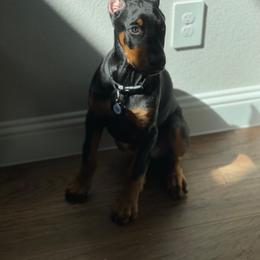 Doberman Pinscher and French Bulldog Puppies from Upper Echelon Kennel