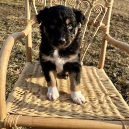 Minnie - Black tri-color female Australian Shepherd puppy in Zwingle, Iowa from Homestead Aussies & Doodles