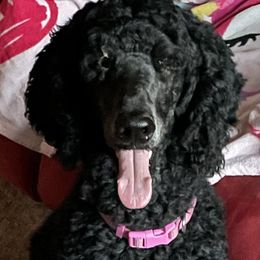 Bianca - Poodle