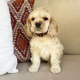 Max AKC CHAMPION SIRED - Buff Cocker Spaniel puppy in Shingle Springs, California from California Spaniels