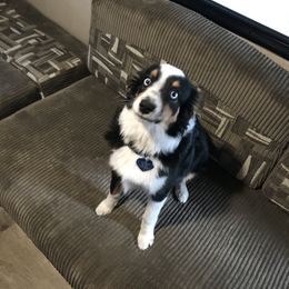 Toy Australian Shepherd All Grown Up from The Ranch of the Sun Toy Aussies