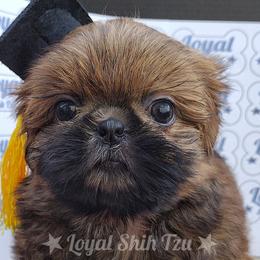 Zachary - Red and white male Shih Tzu puppy in Peoria, Arizona from Loyal Shih Tzu