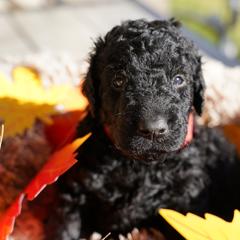 Curly-Coated Retriever Puppies from CHAPARRAL CURLY RETRIEVERS