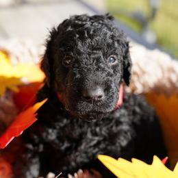 Curly-Coated Retriever Puppies from CHAPARRAL CURLY RETRIEVERS