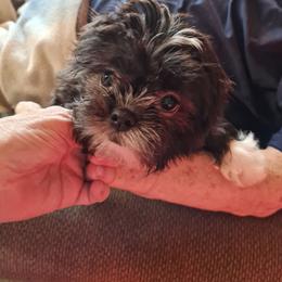 Boy 3----Blackie - Black male Shih Tzu puppy in Bethlehem, Pennsylvania from Cinnamon's Shih Tzus