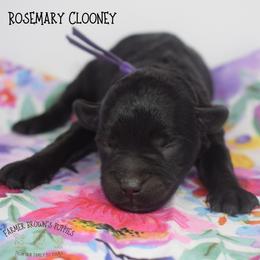 Rosemary Clooney - Black female Miniature Schnauzer puppy in Sedalia, Missouri from Farmer Brown's Puppies
