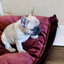 French Bulldog Puppies from Camp Fine Frenchies
