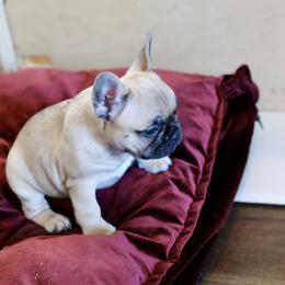French Bulldog Puppies from Camp Fine Frenchies