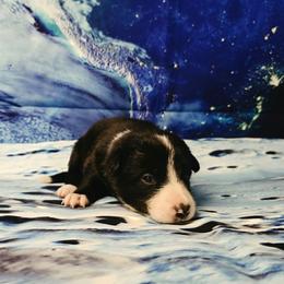 Hydra - Black and white female Border Collie puppy in Avilla, Indiana from Borderline Kennels