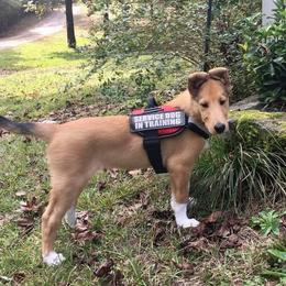 Collie Puppies from Whisper Collies