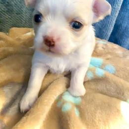 Chihuahua Puppies from Wild Mountain Chihuahuas