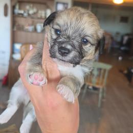 Toast - male Corgipoo puppy in Ellensburg, Washington from Dawn to Dusk Cockapoos
