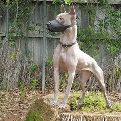 Thai Ridgeback All Grown Up from Topking Thai Ridgeback Dogs