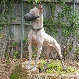Thai Ridgeback All Grown Up from Topking Thai Ridgeback Dogs