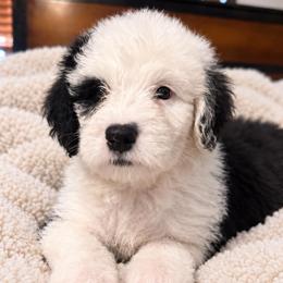 Black - Gray and white male Old English Sheepdog puppy in Iowa from Midwest Puppy Paws