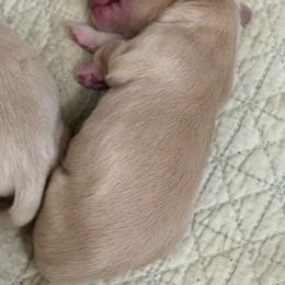 Jacob - Cream male Dachshund puppy in Ocala, Florida from Sugarbakers Kennel