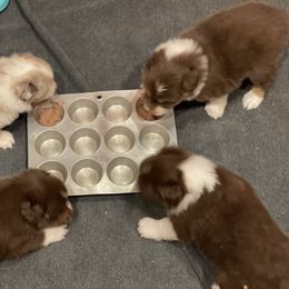 Australian Shepherd Puppies from BellSharps Australian Shepherds