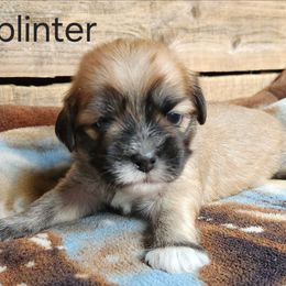 Splinter - Brown male Lhasa Apso puppy in Jefferson, New York from Absolute Lhasa Love