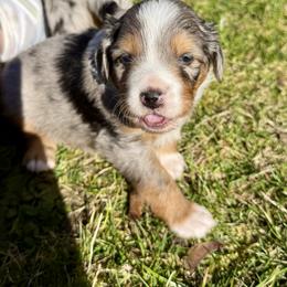 Romeo - Blue merle male Aussiedoodle puppy in Grants Pass, Oregon from Woodwind Miniatures