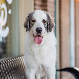 Leia - Pyrenean Mastiff