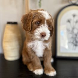 Girl 4 - Red  female Goldendoodle puppy in Phoenix, Arizona from Doodles of the Desert