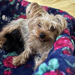 Yorkshire Terrier puppies from Yorkie Acres (@yorkie_2_life)