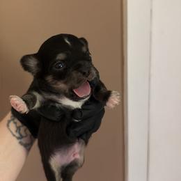 Dice - Black and tan male Chihuahua puppy in Knowlton Township, New Jersey from Augenblick Kennels