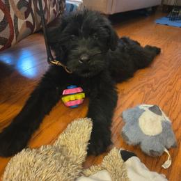 Nova - Black female Giant Schnauzer puppy in Noblesville, Indiana from Stratton House Kennels