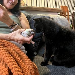 Aussiedoodle Puppies from Hearth&Hound Doodles