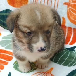 Pembroke Welsh Corgi Puppies from Episode Corgis