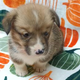 Pembroke Welsh Corgi Puppies from Episode Corgis