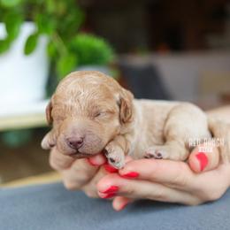 Ridge - Red  male Goldendoodle puppy in Salado, Texas from Red Ranch Dogs