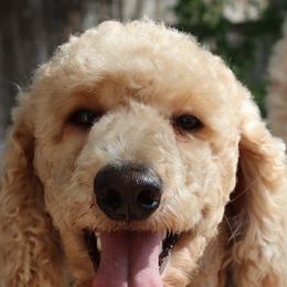 Cavalier King Charles Spaniels, Cavapoos, and Poodles from Golden Hour Cavapoos