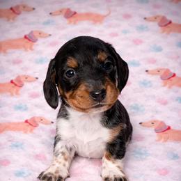 AKC - KASEY - Piebald male Dachshund puppy in Omaha, Nebraska from Colorful Dachshunds