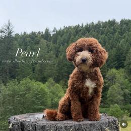 Pearl - Goldendoodle