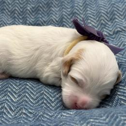 White tan girl - Parti female Goldendoodle puppy in Herriman, Utah from Rose Canyon Doodles