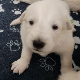 Boy 4 - White male Berger Blanc Suisse puppy in Plaucheville, Louisiana from La Nouvelle-Orléans Berger Blanc Suisse