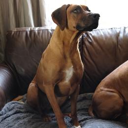 Rhodesian Ridgeback All Grown Up from Allegro Rhodesian Ridgebacks